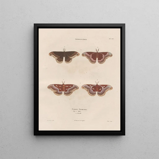 Jean Gabriel Pretre - Insectes recueillis en Afrique et en Amrique Pl85.webp