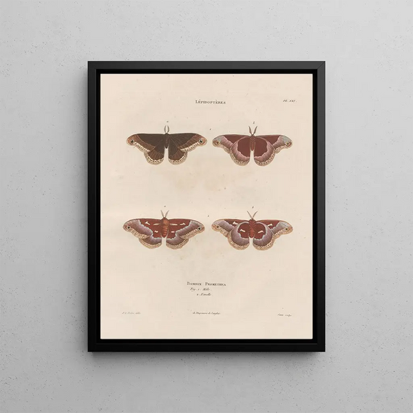 Insects collected in Africa and America Pl85 - Jean Gabriel Prêtre — framed artwork on a wall