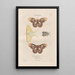 Insects collected in Africa and America Pl86 - Jean Gabriel Prêtre — framed artwork on a wall