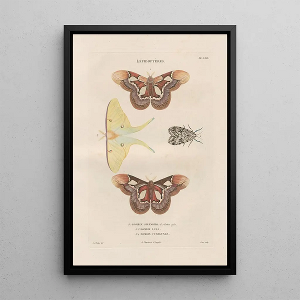 Insects collected in Africa and America Pl86 - Jean Gabriel Prêtre — framed artwork on a wall
