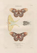 Insects collected in Africa and America Pl86 - Jean Gabriel Prêtre — artwork view