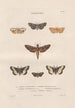 Insects collected in Africa and America Pl87 - Jean Gabriel Prêtre — artwork view
