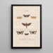 Insects collected in Africa and America Pl87 - Jean Gabriel Prêtre — framed artwork on a wall