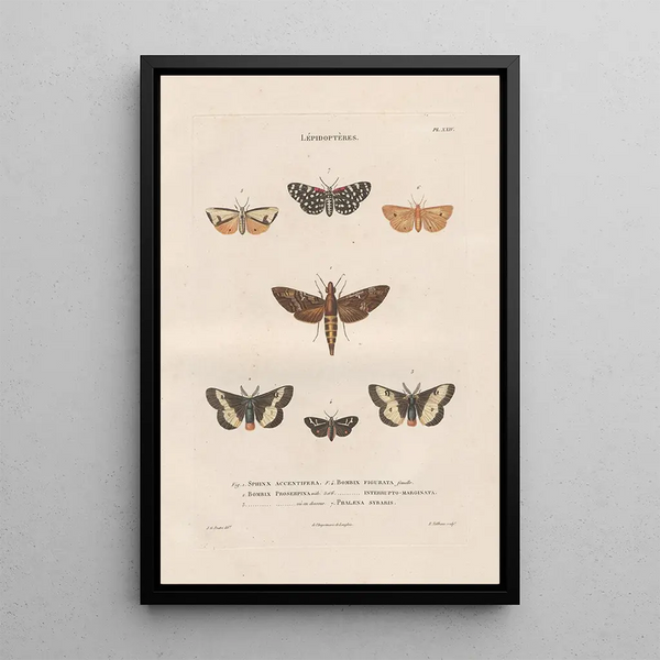 Insects collected in Africa and America Pl87 - Jean Gabriel Prêtre — framed artwork on a wall