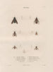 Insects collected in Africa and America Pl88 - Jean Gabriel Prêtre — artwork view