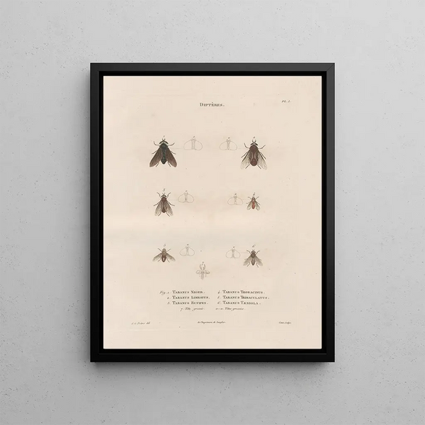 Insects collected in Africa and America Pl88 - Jean Gabriel Prêtre — framed artwork on a wall