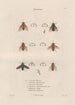 Insects collected in Africa and America Pl89 - Jean Gabriel Prêtre — artwork view