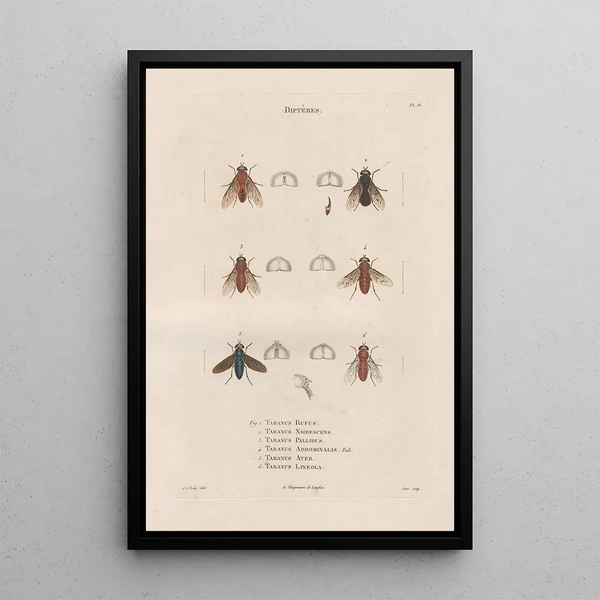 Insects collected in Africa and America Pl89 - Jean Gabriel Prêtre — framed artwork on a wall