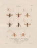 Insects collected in Africa and America Pl90 - Jean Gabriel Prêtre — artwork view