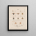 Insects collected in Africa and America Pl90 - Jean Gabriel Prêtre — framed artwork on a wall
