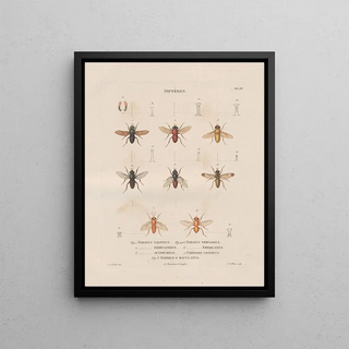 Jean Gabriel Pretre - Insectes recueillis en Afrique et en Amrique Pl90.webp