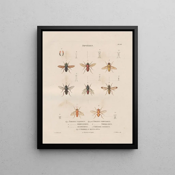 Insects collected in Africa and America Pl90 - Jean Gabriel Prêtre — framed artwork on a wall