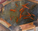 Goldfish - Jean Hippolyte Marchand — artwork view