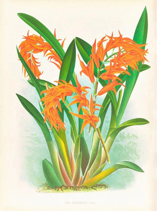Jean Jules Linden - Ada aurantiaca.webp