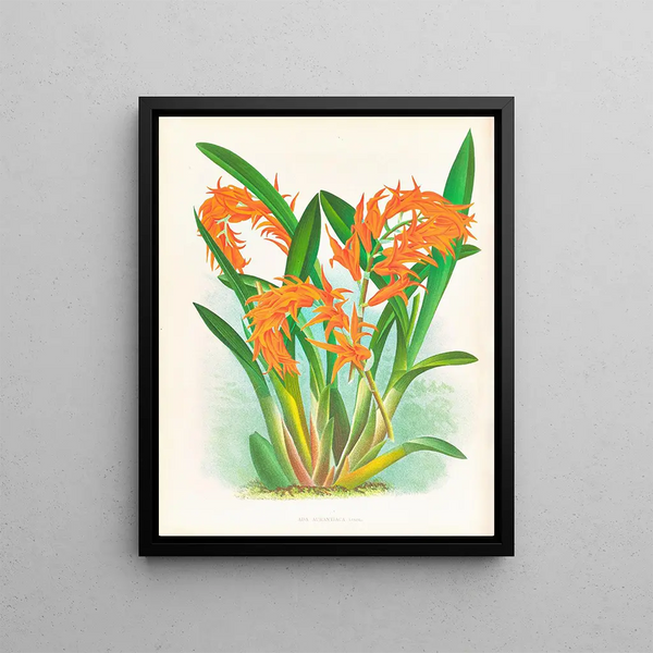There is aurantiaca - Jean Jules Linden — framed artwork on a wall