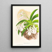 Aeranthus Leonis - Jean Jules Linden — framed artwork on a wall