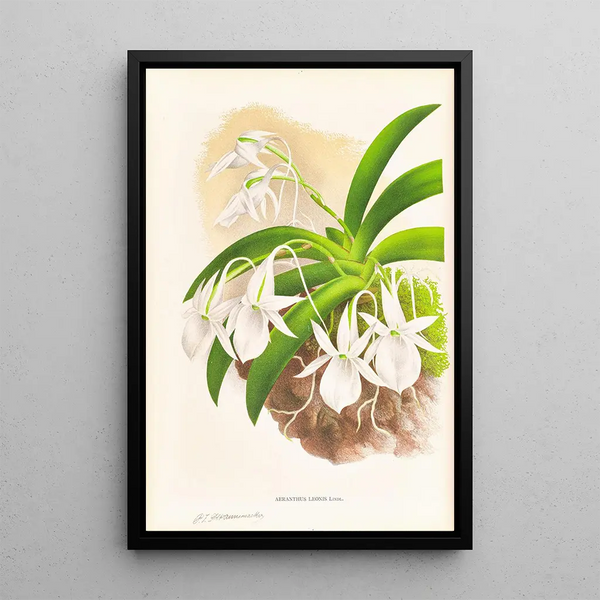 Aeranthus Leonis - Jean Jules Linden — framed artwork on a wall