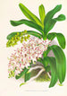 Aerides Odoratum - Jean Jules Linden — artwork view