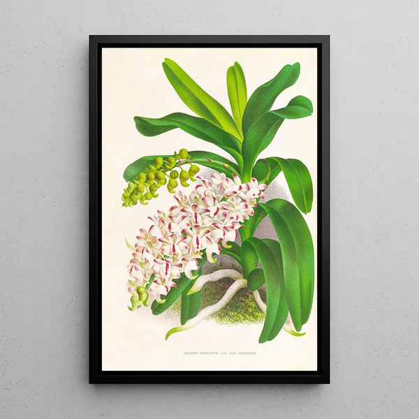 Aerides Odoratum - Jean Jules Linden — framed artwork on a wall