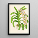 Aerides Reichenbach - Jean Jules Linden — framed artwork on a wall