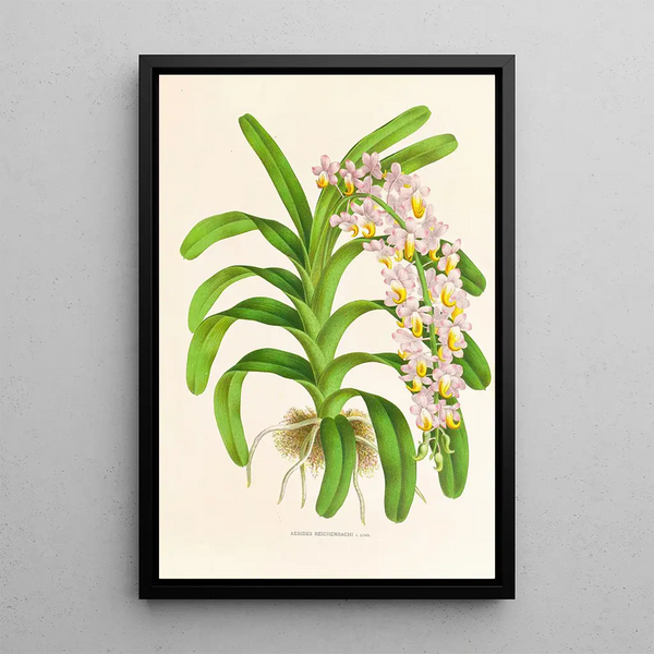 Aerides Reichenbach - Jean Jules Linden — framed artwork on a wall