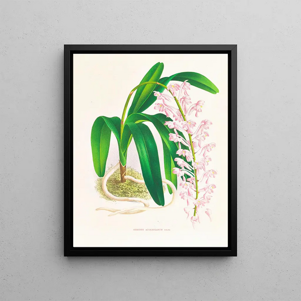 Aerides augustianum - Jean Jules Linden — framed artwork on a wall