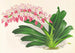 Aerides maculosum - Jean Jules Linden — artwork view