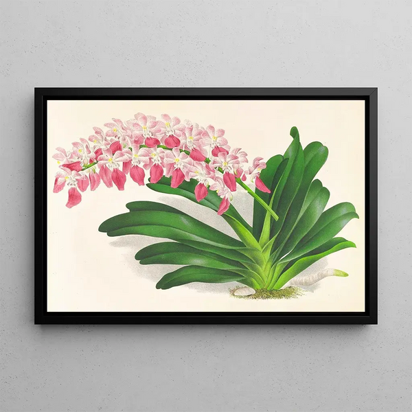 Aerides maculosum - Jean Jules Linden — framed artwork on a wall