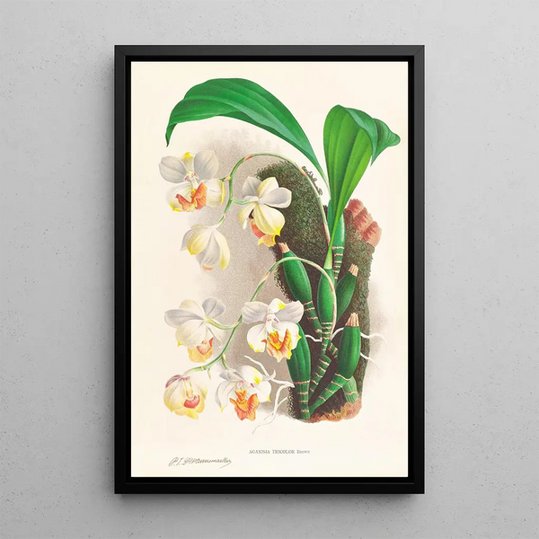 Aganisia tricolor - Jean Jules Linden — framed artwork on a wall