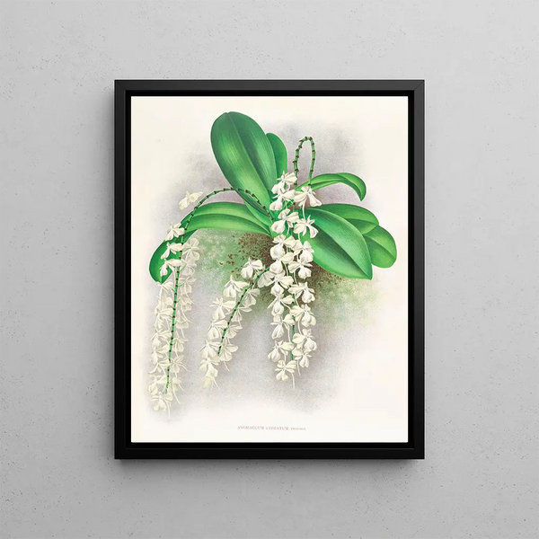 Citrate d'Angraecum - Jean Jules Linden — framed artwork on a wall