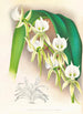 Angraecum eburneum var superbum - Jean Jules Linden — artwork view