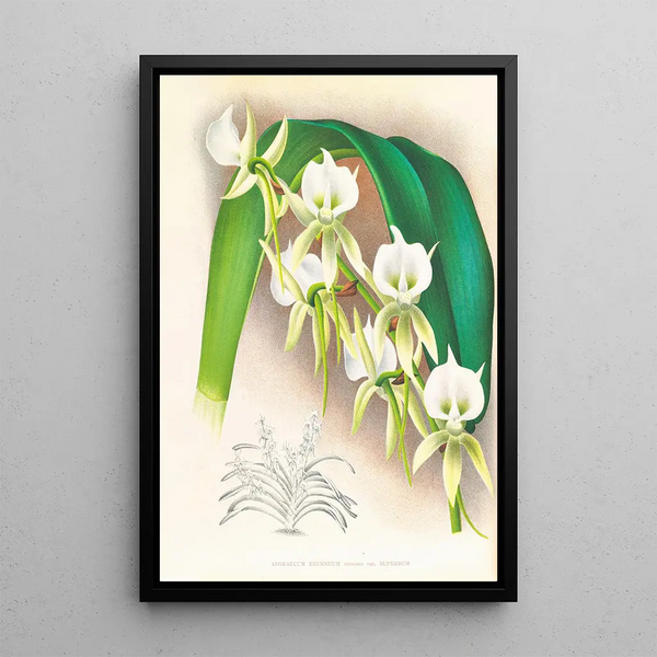 Angraecum eburneum var superbum - Jean Jules Linden — framed artwork on a wall