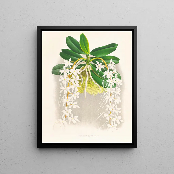 I escaped from Angrecum - Jean Jules Linden — framed artwork on a wall
