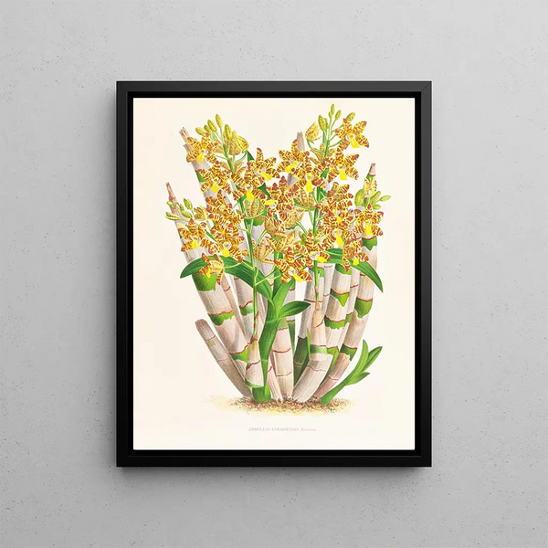 Ansellia congoensis - Jean Jules Linden — framed artwork on a wall