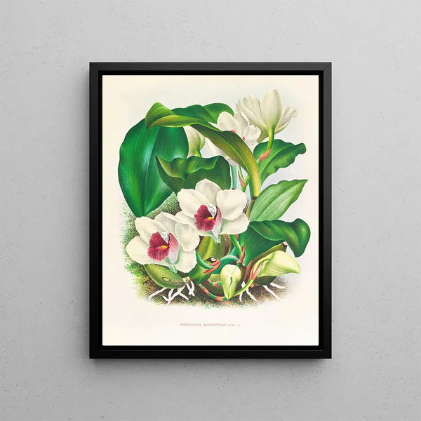Bifrenaria harrisoniae painting - Jean Jules Linden — framed artwork on a wall