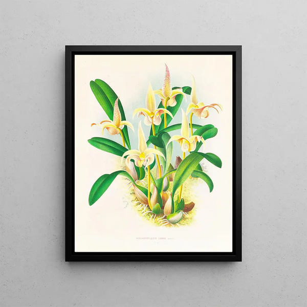 Lobe de Bolbophyllum - Jean Jules Linden — framed artwork on a wall