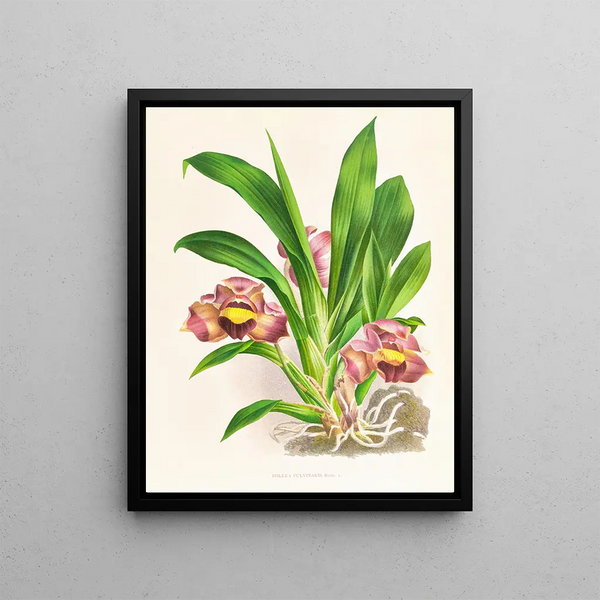 Pillow Bollia - Jean Jules Linden — framed artwork on a wall