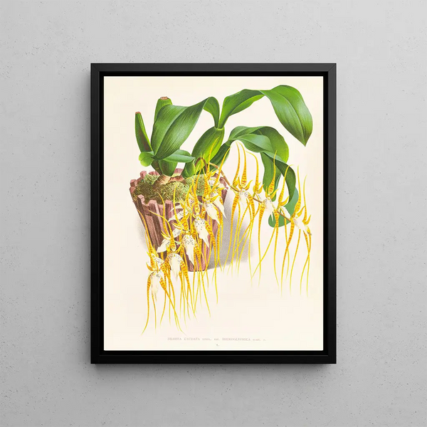 Brassia caudée - Jean Jules Linden — framed artwork on a wall