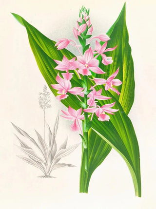 Jean Jules Linden - Calanthe Masuca.webp