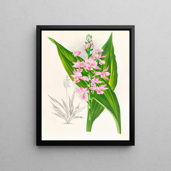 Calanthe Masuca - Jean Jules Linden — framed artwork on a wall