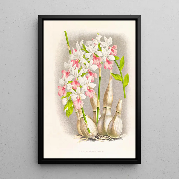 Calanthe regnieri - Jean Jules Linden — framed artwork on a wall