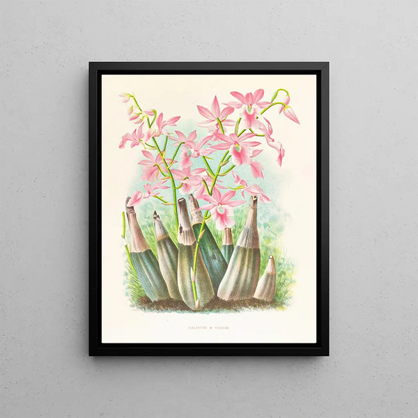 Calanthe veitchi - Jean Jules Linden — framed artwork on a wall