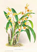 Catasetum Discolor - Jean Jules Linden — artwork view