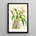 Catasetum Discolor - Jean Jules Linden — framed artwork on a wall