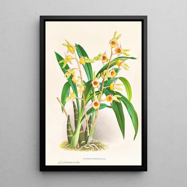 Catasetum Discolor - Jean Jules Linden — framed artwork on a wall