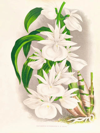 Jean Jules Linden - Catasetum bungerothi.webp