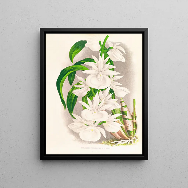 Catasetum bungerothi - Jean Jules Linden — framed artwork on a wall