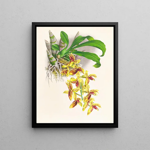 Catasetum galeritus - Jean Jules Linden — framed artwork on a wall