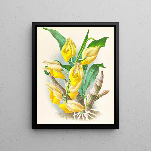Catasetum macrocarpum - Jean Jules Linden — framed artwork on a wall