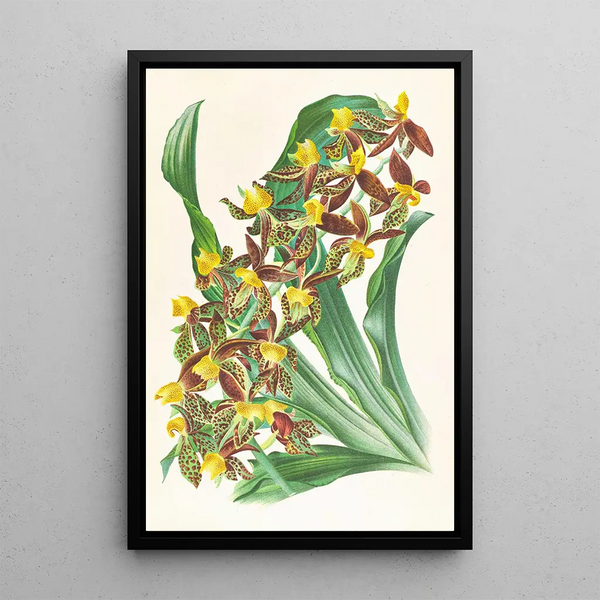 Catasetum rodigasianum - Jean Jules Linden — framed artwork on a wall